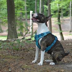 Bullterrier Qwerty (Danmar Bull's Rainbow Dash)