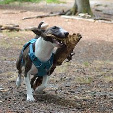 Bullterrier Qwerty (Danmar Bull's Rainbow Dash)