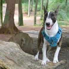 Bullterrier Qwerty (Danmar Bull's Rainbow Dash)