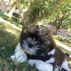 Shih tzu Otto