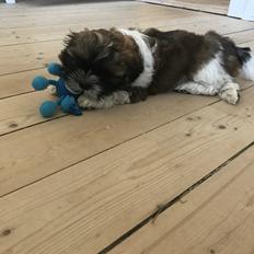 Shih tzu Otto