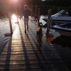 Schæferhund Arijel's Fidji 