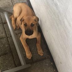 Blanding af racer Bentley