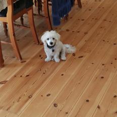 Blanding af racer Cuba