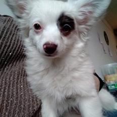 Blanding af racer LaBelle aka Bell Bell