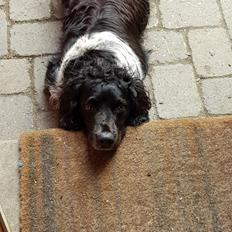 Engelsk springer spaniel (Aflivet) Basse