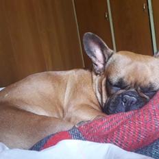 Fransk bulldog Hippo