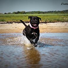 Cane corso Guardiana (Guardio)