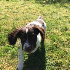 Field Trial Springer Spaniel Alba