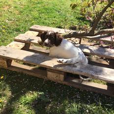 Field Trial Springer Spaniel Alba