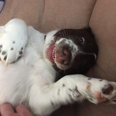 Field Trial Springer Spaniel Alba