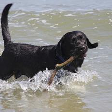 Labrador retriever BOSKO