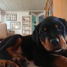 Rottweiler Storm