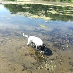 Dansk svensk gaardhund Emma