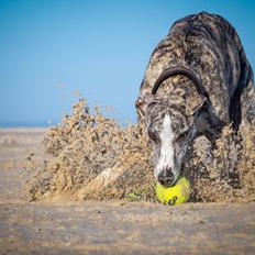 Whippet Galanta Whippets Milani aka Ayla