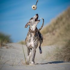 Whippet Galanta Whippets Milani aka Ayla