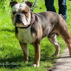 Olde english bulldogge Infinity's Bulldog of DK Juice