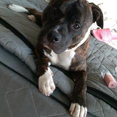 Staffordshire bull terrier Anton