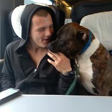 Staffordshire bull terrier Anton