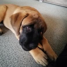 Mastiff Hugedogges Kornelia aka Sif