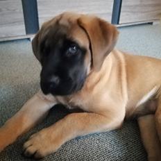 Mastiff Hugedogges Kornelia aka Sif
