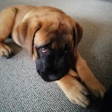 Mastiff Hugedogges Kornelia aka Sif