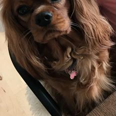Cavalier king charles spaniel Pupik
