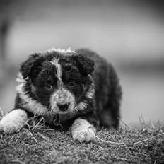 Border collie Spotting Meep Meep Martha 