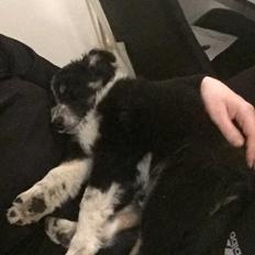 Border collie Spotting Meep Meep Martha 