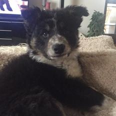 Border collie Spotting Meep Meep Martha 