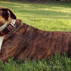 Blanding af racer Luna