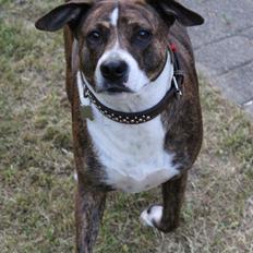 Blanding af racer Luna