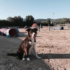 Border collie Spotting look- at Ellie