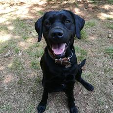 Labrador retriever Nora