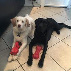 Labrador retriever Nora