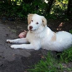 Blanding af racer Esther *Himmelhund*