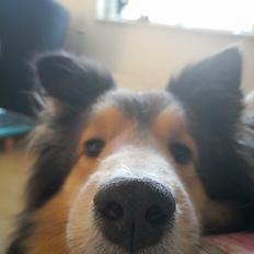 Shetland sheepdog Malik