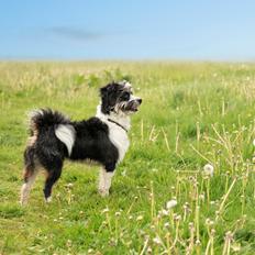 Løwchen Floxie sunset City of lights *Cooper*