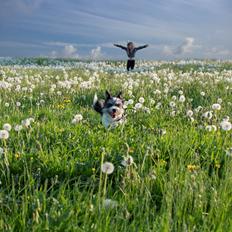 Løwchen Floxie sunset City of lights *Cooper*