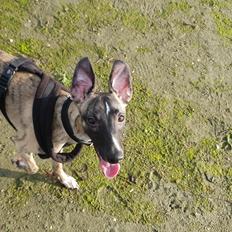 Whippet Kennel All Stars Felix (Dexter)