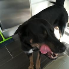 Blanding af racer Pace