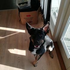 Blanding af racer Pace