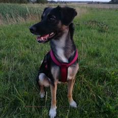 Blanding af racer Blanca