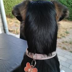 Blanding af racer Blanca