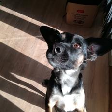 Blanding af racer Blanca