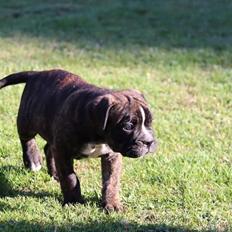 Leavitt Bulldog Buddha 