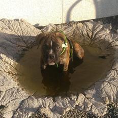 Leavitt Bulldog Buddha 