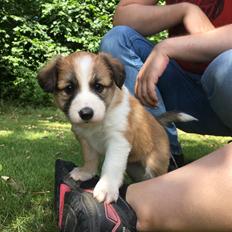 Blanding af racer Maisie