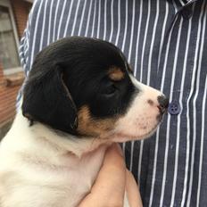 Dansk svensk gaardhund Pjevs