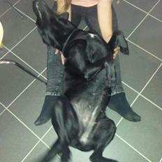 Labrador retriever uzo